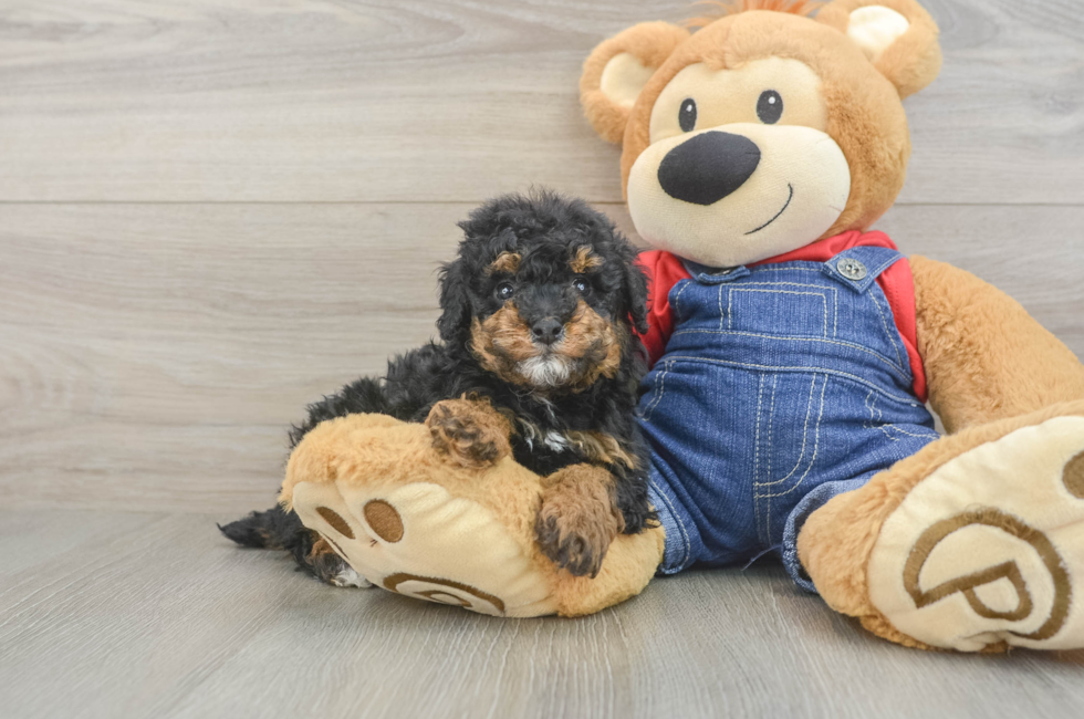 6 week old Poodle Puppy For Sale - Florida Fur Babies