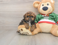 7 week old Poodle Puppy For Sale - Florida Fur Babies