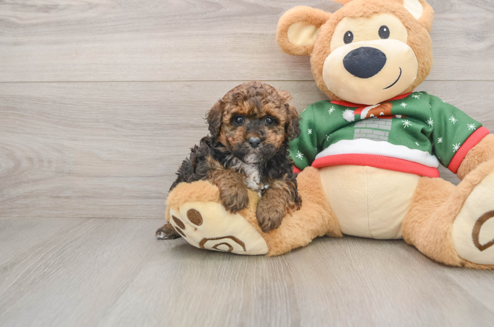 5 week old Poodle Puppy For Sale - Florida Fur Babies