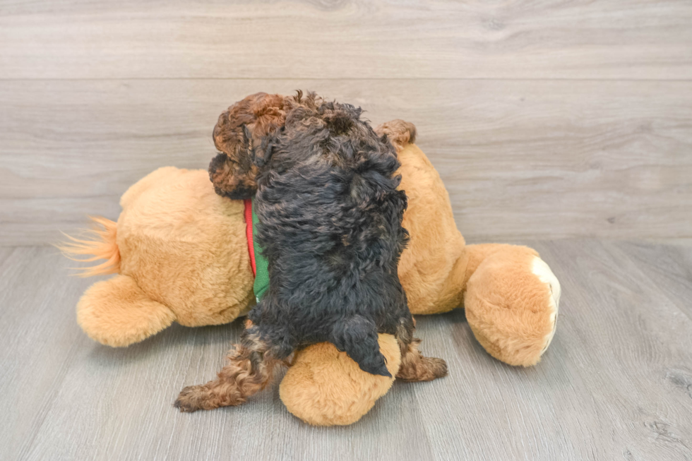 Poodle Pup Being Cute