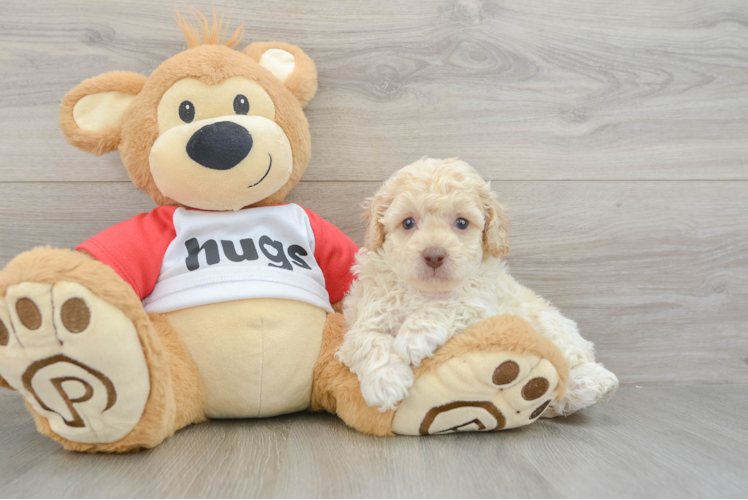 Playful Poodle Baby