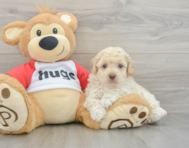 7 week old Poodle Puppy For Sale - Florida Fur Babies