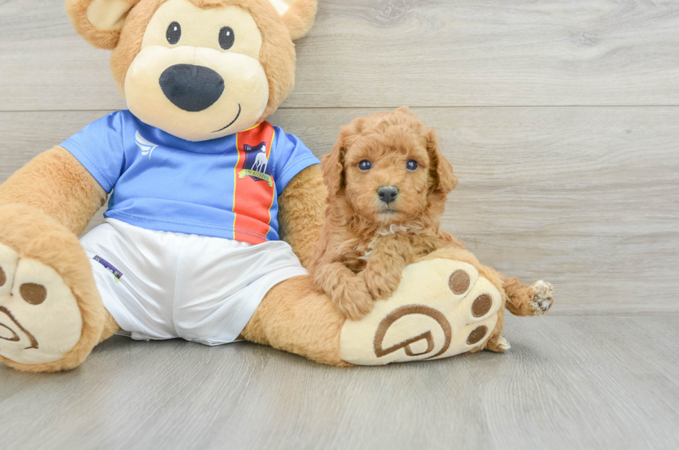 5 week old Poodle Puppy For Sale - Florida Fur Babies