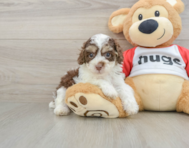 6 week old Poodle Puppy For Sale - Florida Fur Babies
