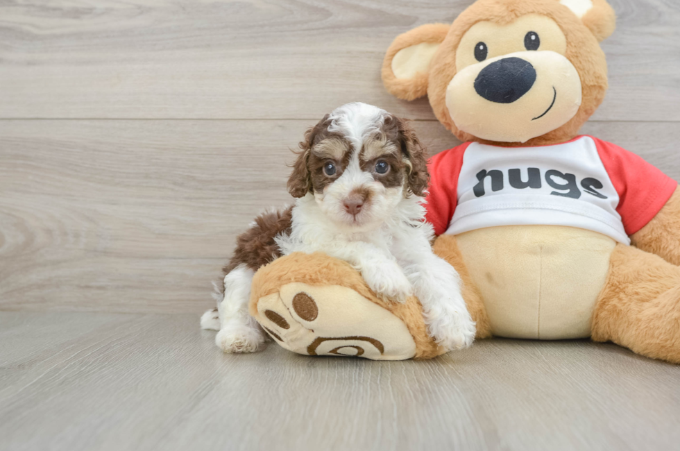 7 week old Poodle Puppy For Sale - Florida Fur Babies