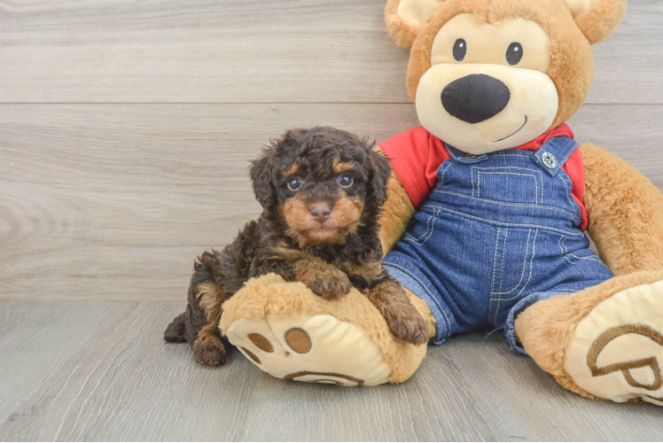 Popular Poodle Baby