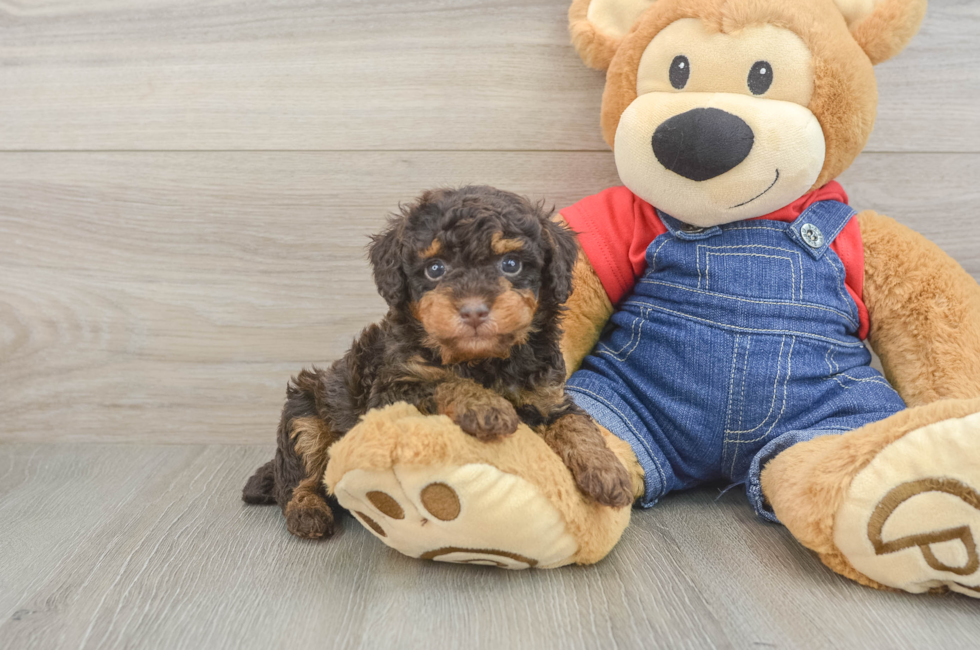 5 week old Poodle Puppy For Sale - Florida Fur Babies