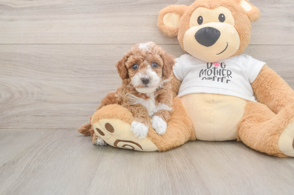 5 week old Poodle Puppy For Sale - Florida Fur Babies