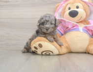 7 week old Poodle Puppy For Sale - Florida Fur Babies