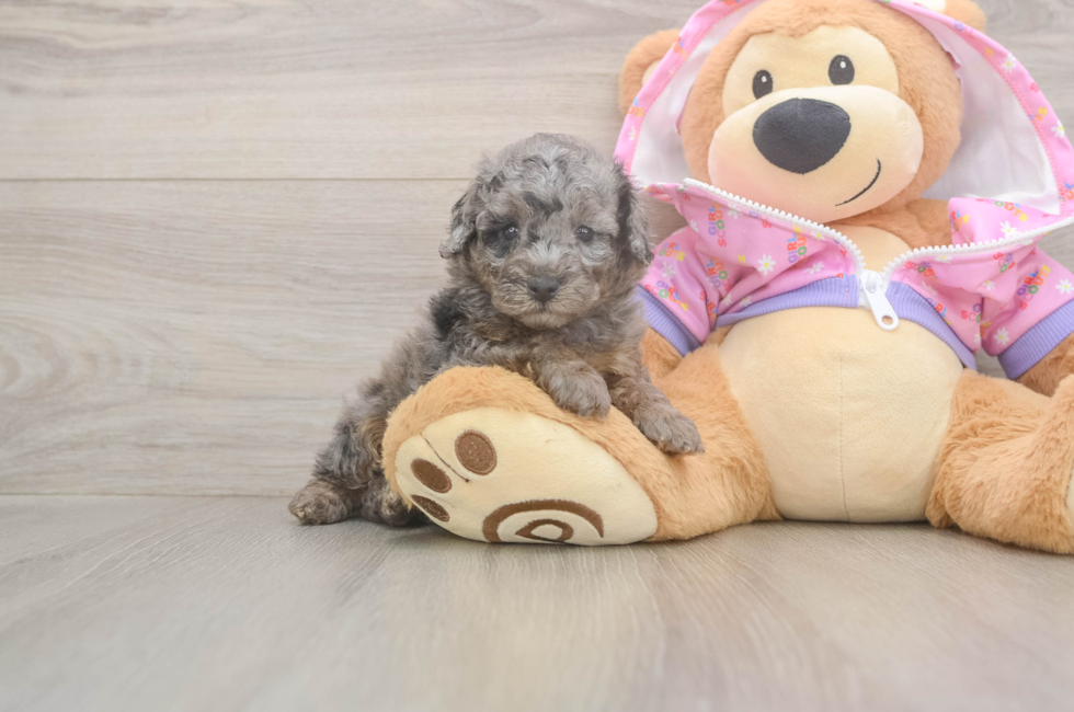5 week old Poodle Puppy For Sale - Florida Fur Babies