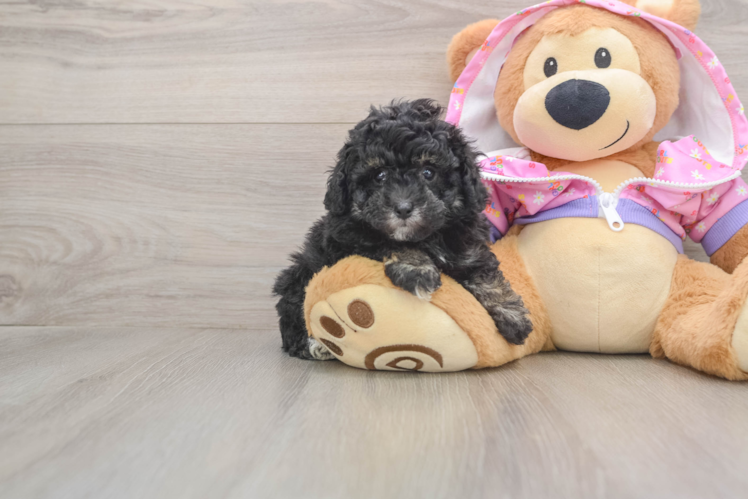 Adorable Pudel Purebred Puppy