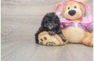 Adorable Pudel Purebred Puppy