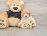 7 week old Poodle Puppy For Sale - Florida Fur Babies