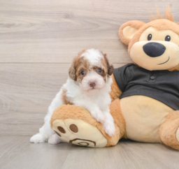 5 week old Poodle Puppy For Sale - Florida Fur Babies