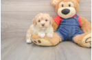 Funny Poodle Purebred Pup