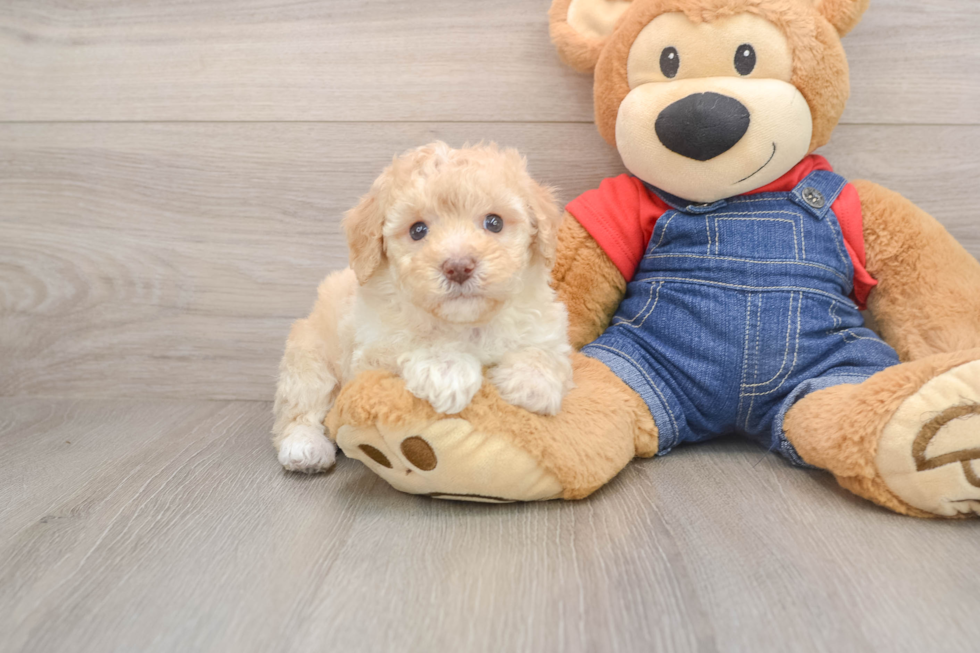Funny Poodle Purebred Pup