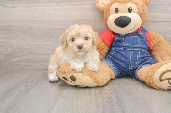 Funny Poodle Purebred Pup