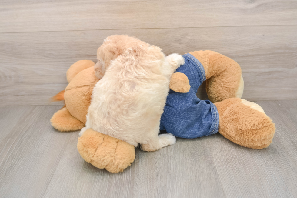 Poodle Puppy for Adoption