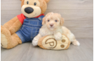 Poodle Pup Being Cute