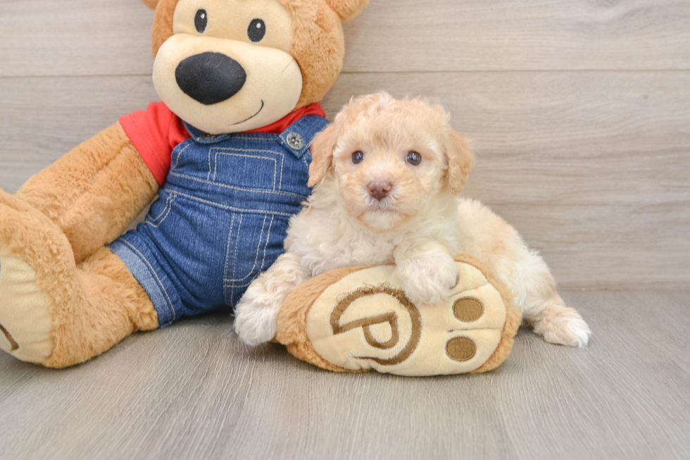 Poodle Pup Being Cute