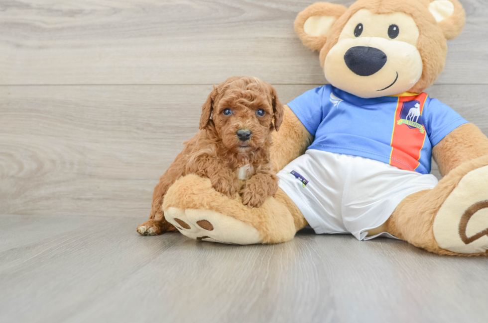 5 week old Poodle Puppy For Sale - Florida Fur Babies