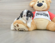 6 week old Poodle Puppy For Sale - Florida Fur Babies