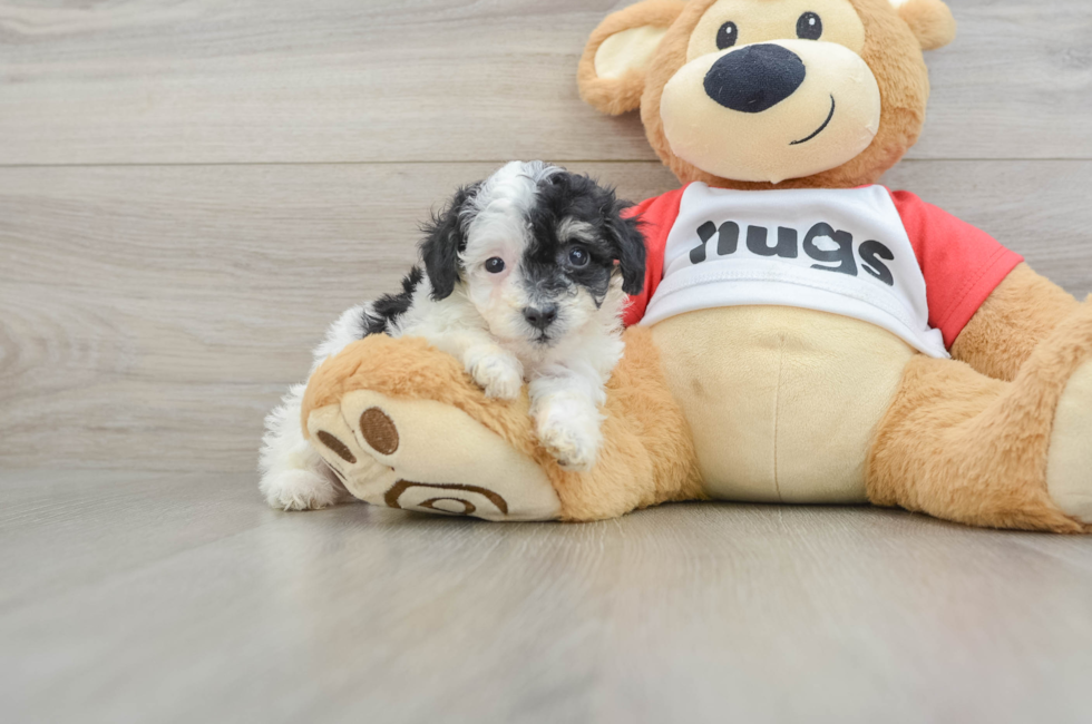 7 week old Poodle Puppy For Sale - Florida Fur Babies