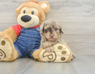 8 week old Poodle Puppy For Sale - Florida Fur Babies