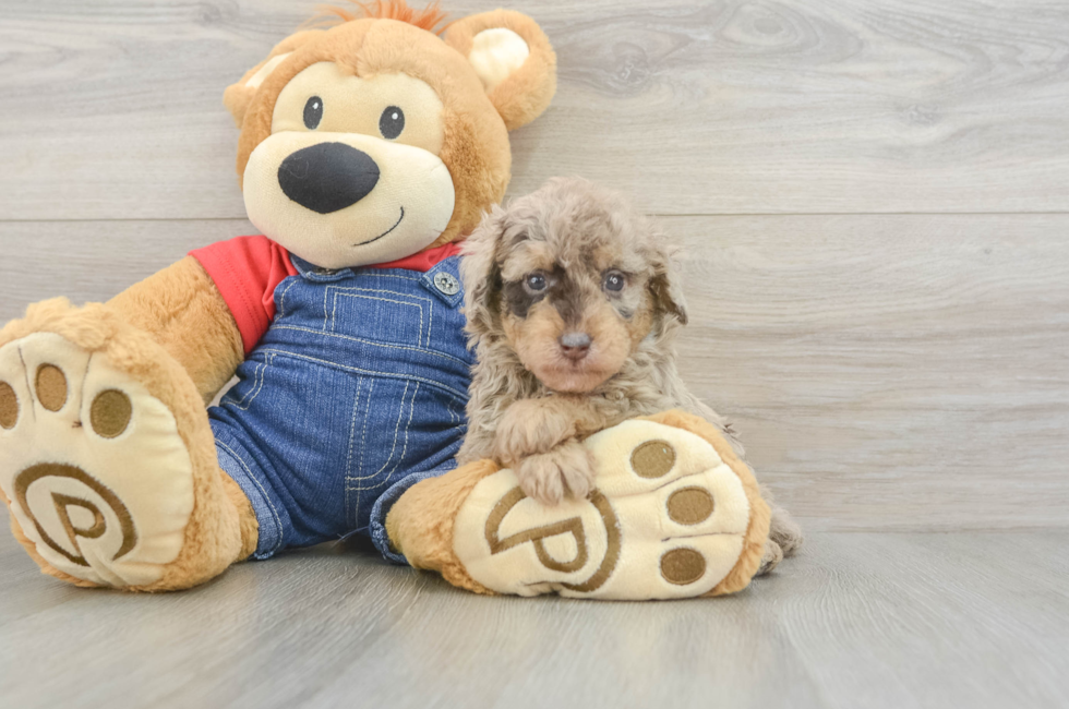 5 week old Poodle Puppy For Sale - Florida Fur Babies