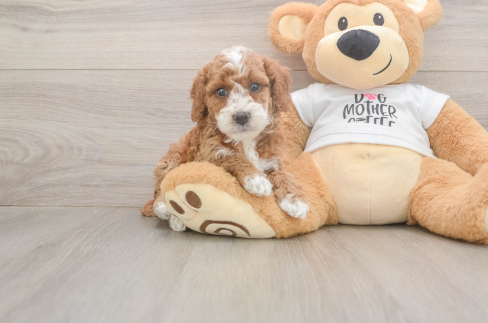 5 week old Poodle Puppy For Sale - Florida Fur Babies