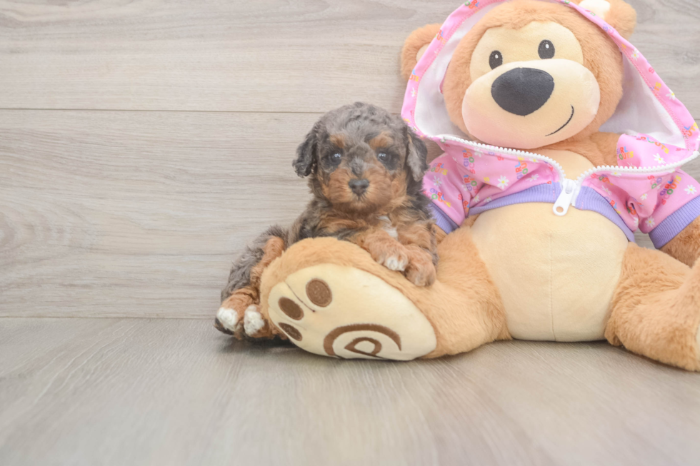 Poodle Pup Being Cute