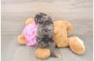 Poodle Puppy for Adoption