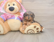 8 week old Poodle Puppy For Sale - Florida Fur Babies