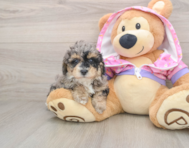 7 week old Poodle Puppy For Sale - Florida Fur Babies