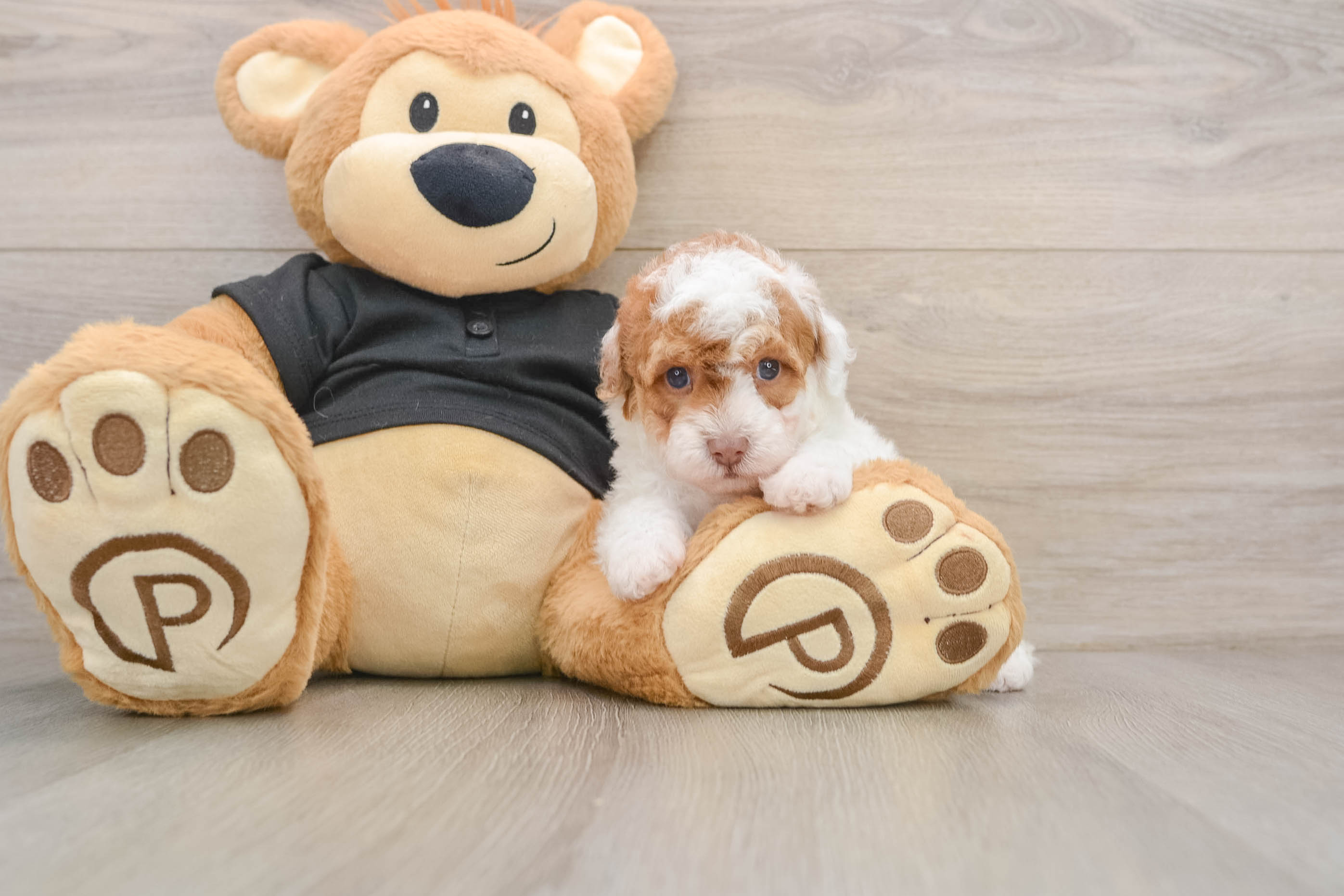 Poodle Pup Being Cute