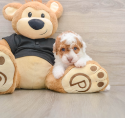 5 week old Poodle Puppy For Sale - Florida Fur Babies