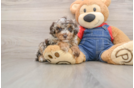 Friendly Poodle Purebred Pup