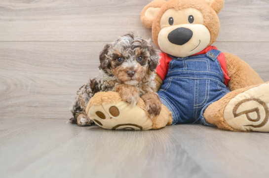 Friendly Poodle Purebred Pup