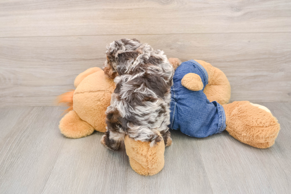Poodle Puppy for Adoption