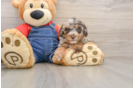Best Poodle Baby