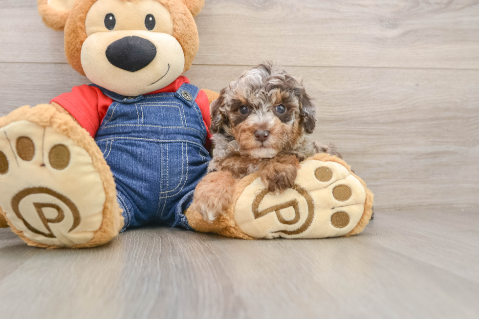 Best Poodle Baby