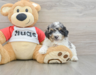 6 week old Poodle Puppy For Sale - Florida Fur Babies