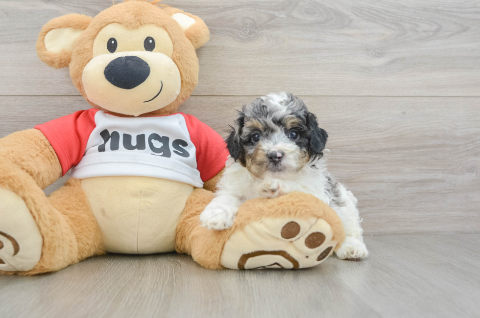 7 week old Poodle Puppy For Sale - Florida Fur Babies