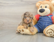8 week old Poodle Puppy For Sale - Florida Fur Babies