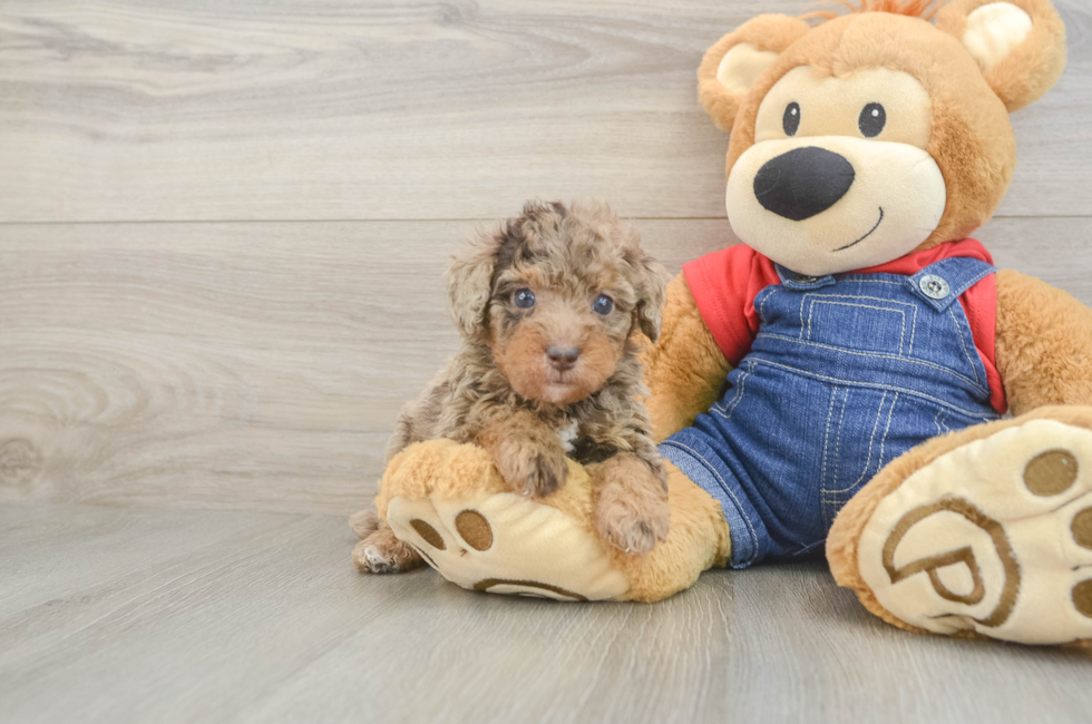 5 week old Poodle Puppy For Sale - Florida Fur Babies