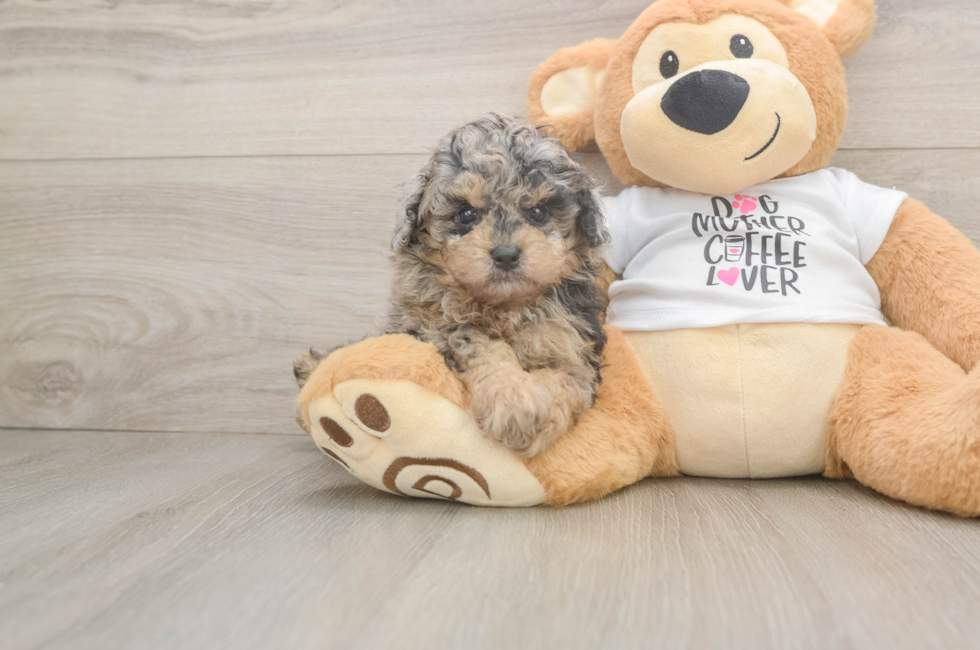 5 week old Poodle Puppy For Sale - Florida Fur Babies