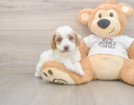 7 week old Poodle Puppy For Sale - Florida Fur Babies