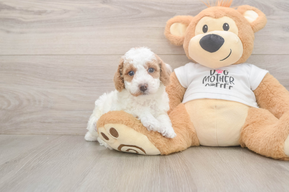 5 week old Poodle Puppy For Sale - Florida Fur Babies