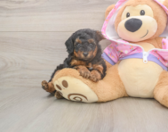 8 week old Poodle Puppy For Sale - Florida Fur Babies