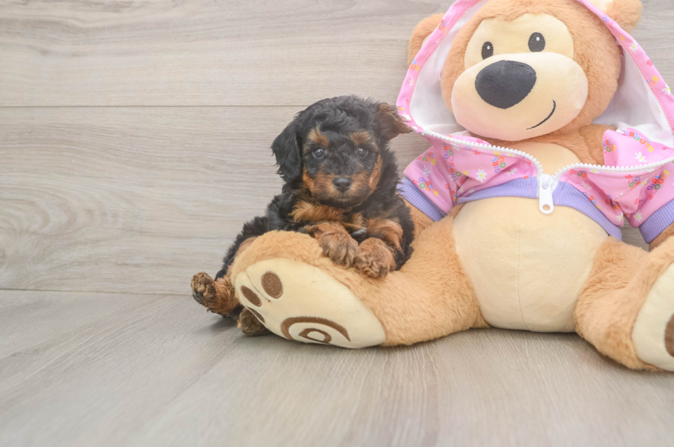 8 week old Poodle Puppy For Sale - Florida Fur Babies